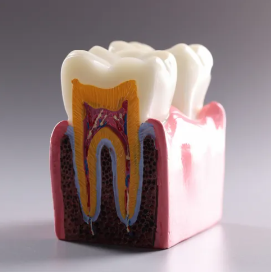 The Intriguing Anatomy of a Tooth
