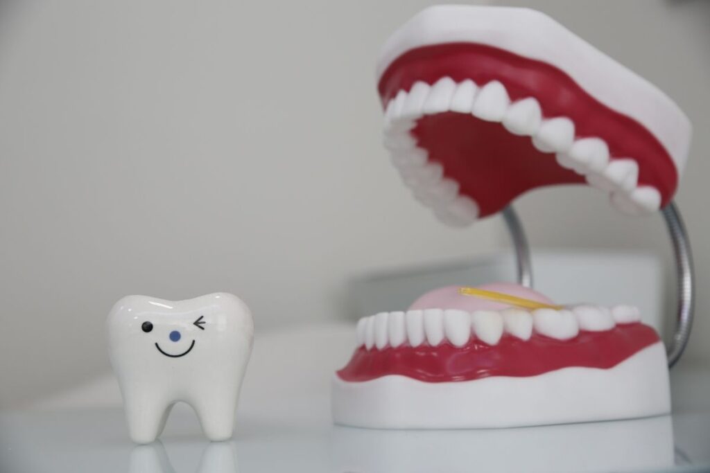 Dental display showing a winking tooth figure next to a model of open jaws used for oral hygiene demonstrations.